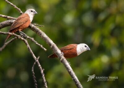 Pale Headed Munia Rammang - Rammang