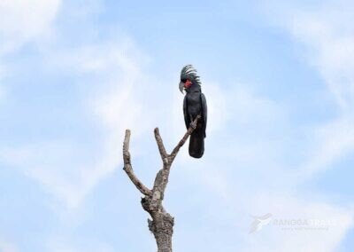 Palm cockatoo