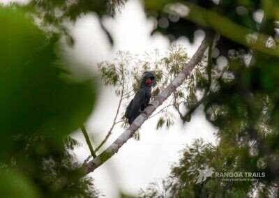 Palm cockatoo Waigeo