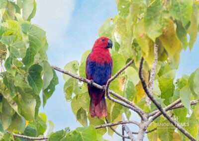 Papuan Eclectus (Female)
