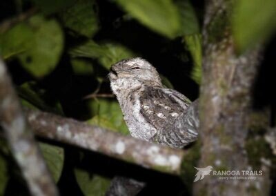 Papuan Frogmouth, Raja Ampat - West Papua