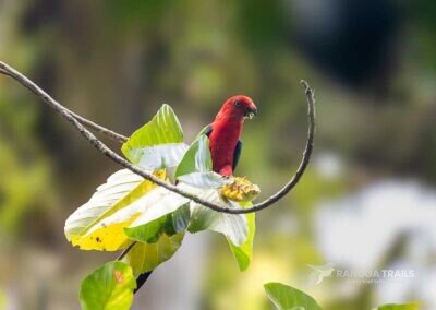 Papuan King Parrot, Malagufuk Village - West Papua