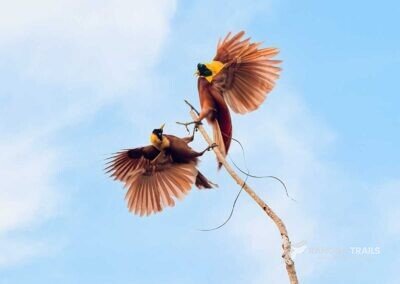 a Pair of Red Bird Of Paradise Dancing