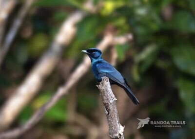 Shining Flycatcher, Sorong Lowland - West Papua