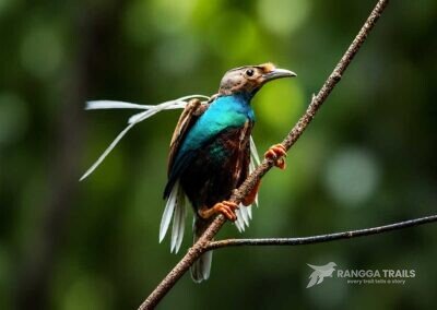 Wallace's Standardwing Bird Of Paradise