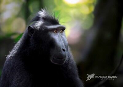 Sulawesi Black Macaque, Tangkoko