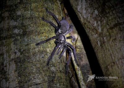Sulawesi Black Tarantula (Lampropelma carpenteri), Tangkoko