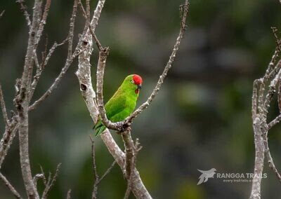Large Hanging Parrot