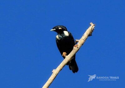 Sulawesi Crested Myna in Temboan Hill, Tangkoko