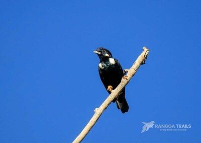 Sulawesi Crested Myna in Temboan Hill, Tangkoko