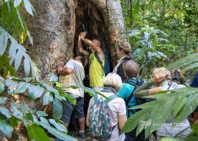 Taking Photo Of Bats in Tangkoko