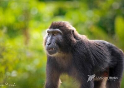 Tonkean Macaque, Central Sulawesi