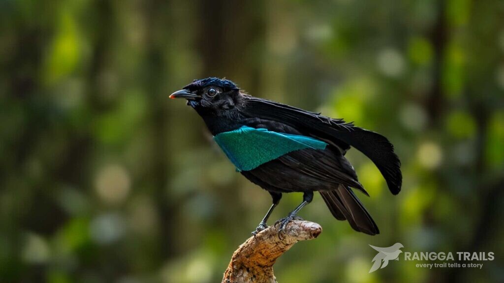 Sulawesi Pitta Gunung Mahawu Sulawesi Pitta Gunung Mahawu