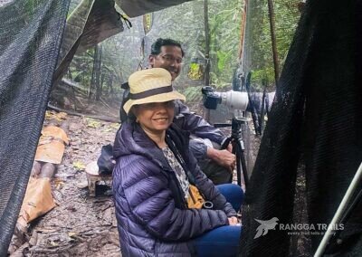 Waiting for Sulawesi Pitta