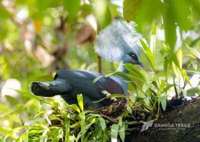 Western Crowned Pigeon Malagufuk Village
