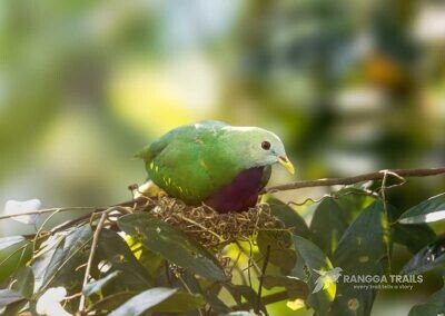 Wompoo Fruit Dove, Raja Ampat - West Papua