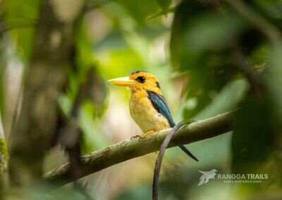 Yellow Billed Kingfisher, Malagufuk Village - West Papua