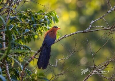 Yellow billed Malkoha / Sulawesi Malkoha in Tangkoko